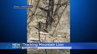 Video Shows Officers Tracking Mountain Lion In Larimer County