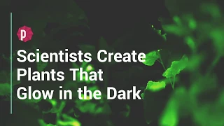 Scientists Create Plants That  Glow in the Dark - The Weather Channel