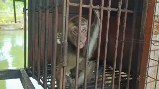 monkey moves 🐒😂🐒
