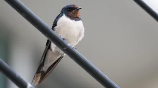 Bird of village: “Barn Swallow” shot by Olympus EM1iii 100-400 f 5-6.3