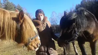 Лошади в деревне. Кормление, содержание и выбор лошади.