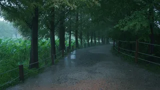 [Rain Walk] Metasequoia Forest Road in Rain Pouring, Yangpyeong Semiwon.