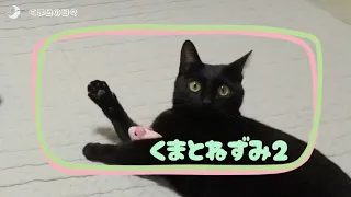 ＃36 黒猫のくま🐻 今日もねずみさんと遊ぶよ〜の巻