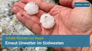 Unwetter im Südwesten: Schafe flüchten vor Hagel