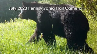 July 2023 PA Trail Cam Videos:  Deer, Bears, Turkeys, Coyotes , Foxes, Raccoons, Opossums +