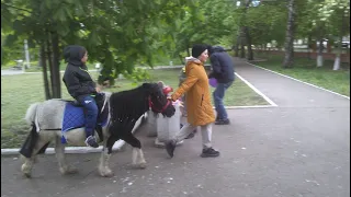 А пони тоже кони...