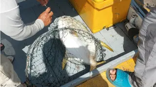 Rare Giant Golden Pomfret caught @ Changi Waters!