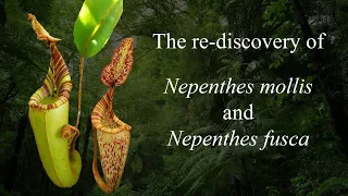 The re-discovery of Nepenthes mollis and Nepenthes fusca