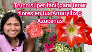 Truco fácil para hacer florecer nuevamente a tus amaryllis y que su floración sea duradera