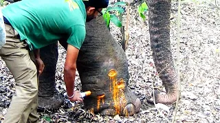 Heartwarming! Injured Elephant begging for life with Abscess in the body & leg Received treatment