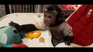 🧩Вечерние игры и ужин обезьянок Феди,Ульяны И Миланы🥞 #monkey #petmonkey #обезьяна