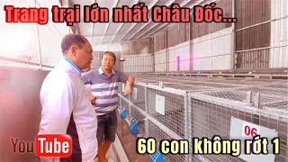 🚘 Hành trình đi giao - ghé lại trại từng giao 60 con giống CHÂU ĐỐC, AN GIANG (P6)