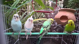 Singing Budgie - Happy Song | Most Beautiful Budgie Songs Ever | Playing Budgie