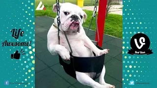 TRY NOT TO LAUGH or GRIN - Funny Animal Vines Compilation 2017 - Funny Cats Vines 2017 || FunnyVines