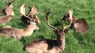 Fallow Deer in Phoenix Park in Dublin Ireland