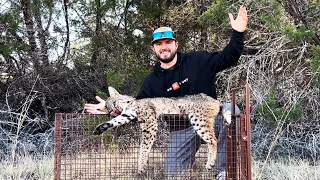 Trapping BOBCATS Using Live Traps  {Catch Clean Cook}