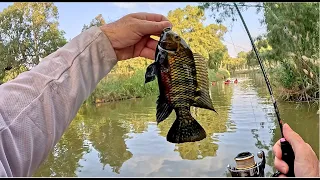 Extra Ultralight (XUL)/BFS Fishing in the Yarkon Stream after a long time 🎣 EN Subs 4K.