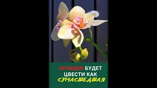 Два копеечных средства и орхидея будет длительно цвести и пышать здоровьем