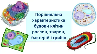 Порівняльна характеристика будови клітин рослин, тварин, бактерій і грибів