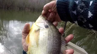 BIG SHELLCRACKER!!! Redear Sunfish Fishing With 1 lb Line and Worms