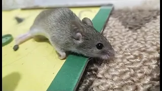 A mouse caught in a trap