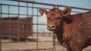 Wildfires have devastated the Texas cattle industry and the effects may be long-lasting
