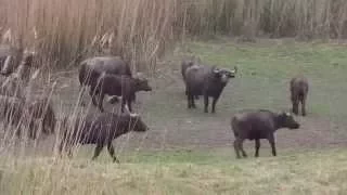 Knud's Buffalo hunt with Omni Hunting Safaris