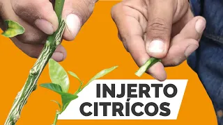 Cómo INJERTAR cítricos? 2 FORMAS de hacerlo - 2022