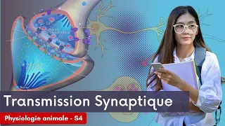 Transmission Synaptique  Pphisiologie animale  cour svi s4