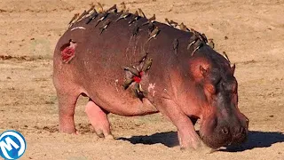He Aquí Por Qué El Hipopótamo Tiene Una Vida Difícil