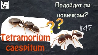 Почему именно эти муравьи? // муравьи Tetramorium caespitum //#47