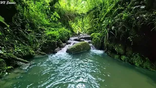 Beautiful Birds Chirping in the Andes Mountain Forest, Relaxing Stream Sound, relaxation, focus