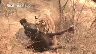 300 Kg Male Tiger Attacked 900 kg Bison | Tadoba Tiger Attack | lets go Vlogs & Lifestyle