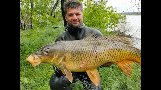 Подводная охота на карпа в лежке.Spearfishing for carp. Сезон 2020. Авто для  бездорожья  и рыбалки.