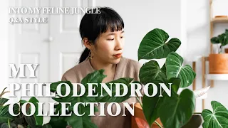 My Philodendron Collection | 25+ Rare & Common Philodendron - Plant Tour Winter 2021