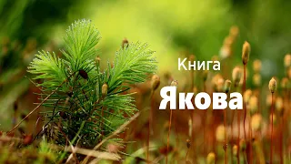 Якова | Біблія | Новий заповіт | Українська