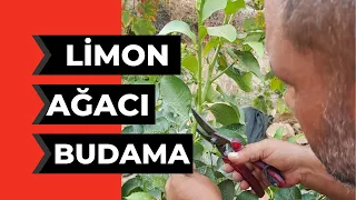 Limon Nasıl Budanır ? Limon Ağacı Nasıl Budanır ? #limemisket #tropikaltoprakalanya