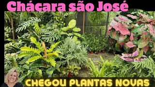 Raridades e muitas novidades na chácara São José plantas