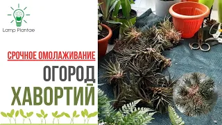 Обрезка, черенкование и омолаживание Хавортии. ASMR пересадка растения. Огород Хавортий ✅ #хавортия