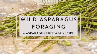 Asparagus hunting and foraging - Wild asparagus recipe - Slovenia