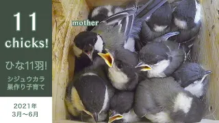 All 11 chicks have left the nest!! 79 days from nesting to fledging of Japanese Tit (Great Tit)