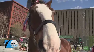 Put on you bucket list – See the Clydesdale at least once in your life at Opening Day