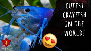 CUTEST Crayfish in the WORLD gets a new home! 💙🦞