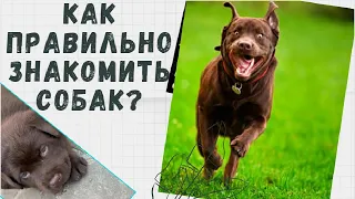 Как правильно знакомить собак?