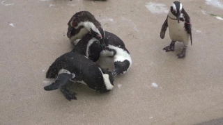 ペンギンのケンカは激しい…