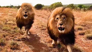 How are the Rescued LION BROTHERS? | The Lion Whisperer