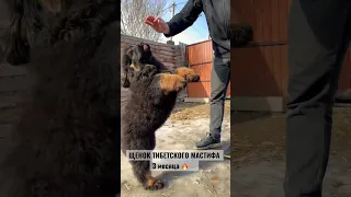 Щенок тибетского мастифа 🔥 3 месяца 👍🏼 #dog #cute #animal