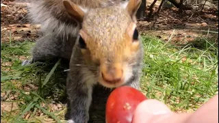 Do squirrels like grapes?🍇🐿️