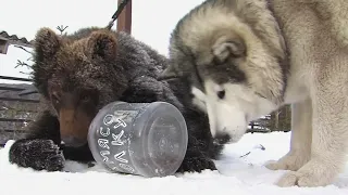 Why This Bear and Dog Are Best Friends