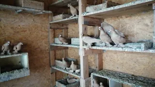 узбекские голуби Темрюк 15 03 23